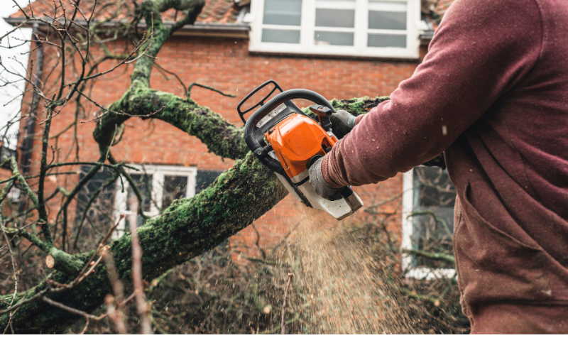 Cutting tree with chainsaw